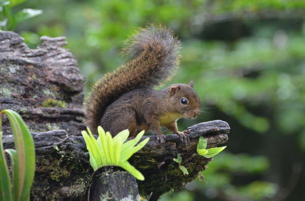 Bolivian squirrel