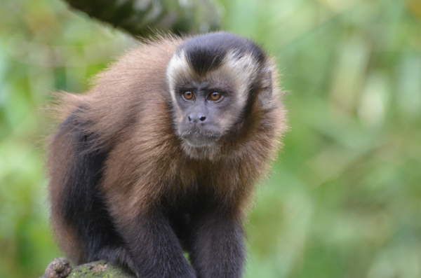 Capuchin monkey 