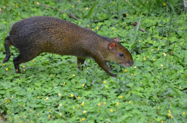 Agouti