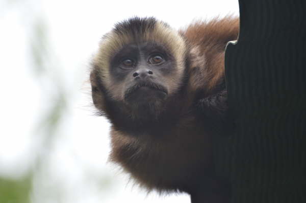 Capuchin monkey 