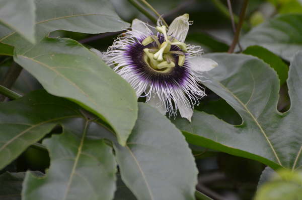 Passiflora