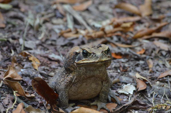 Very grumpy toad - larger than a cricket ball