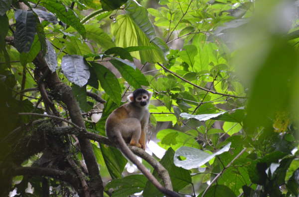 Squirrel monkey