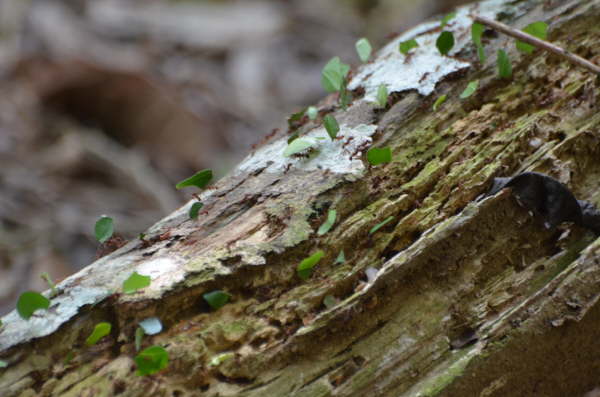 Leaf-cutter ants