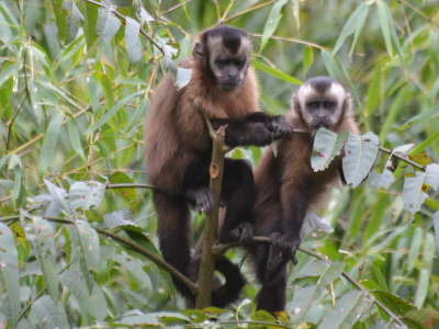 Capuchin monkeys
