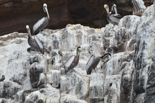 Pelicans on the rocks at Pucusana