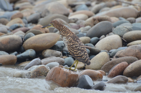 Fasciated Tiger-heron (Juv)