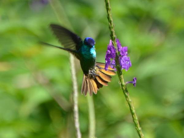 Golden-tailed Sapphire