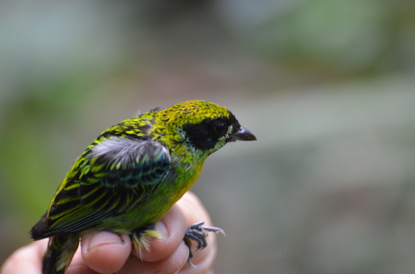 Green and Gold Tanager