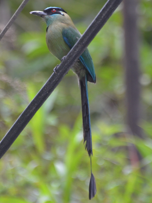 Highland Motmot
