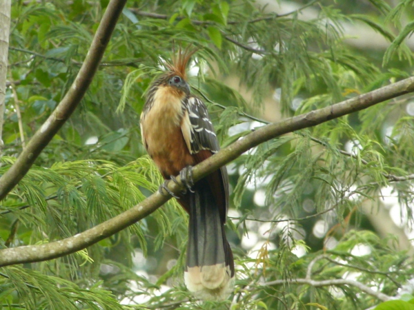 Hoatzin
