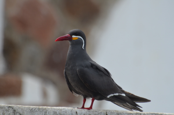 Inca Tern