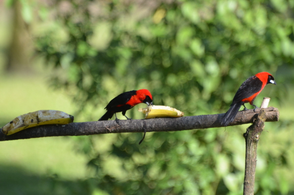 Masked Crimson Tanagers