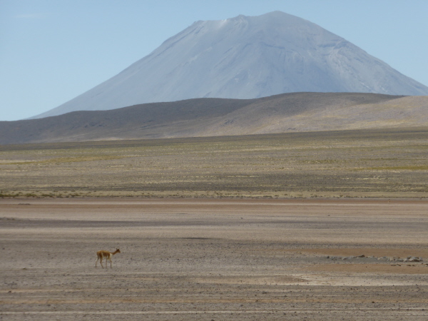 El Misti volcano with vicuna