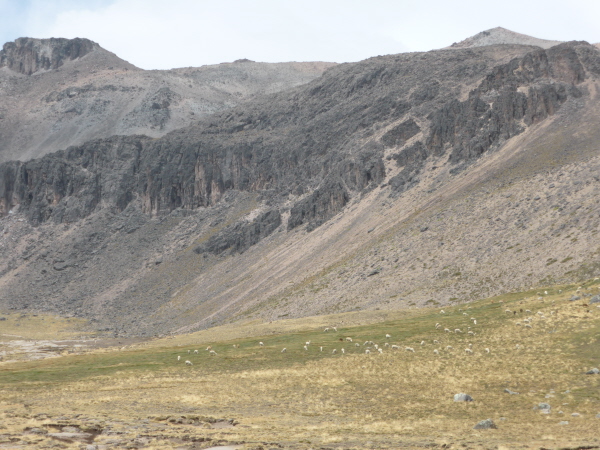 Altiplano with alpacas
