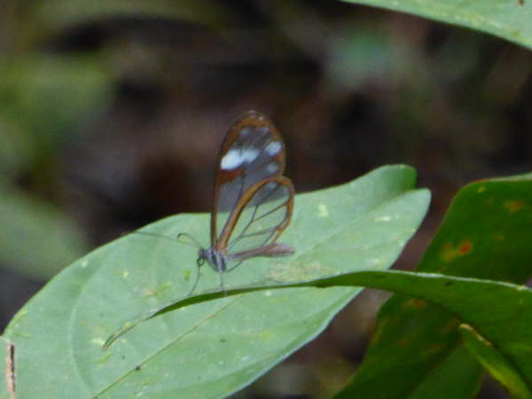 Clearwing butterfly