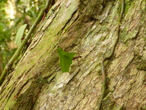 Leaf-cutter ant