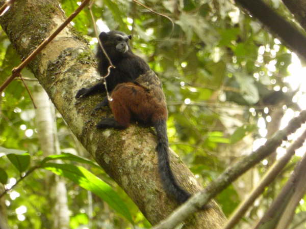 Andean saddle-back tamarin (last photo in this section)
