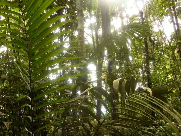 Jungle at Amazonia Lodge