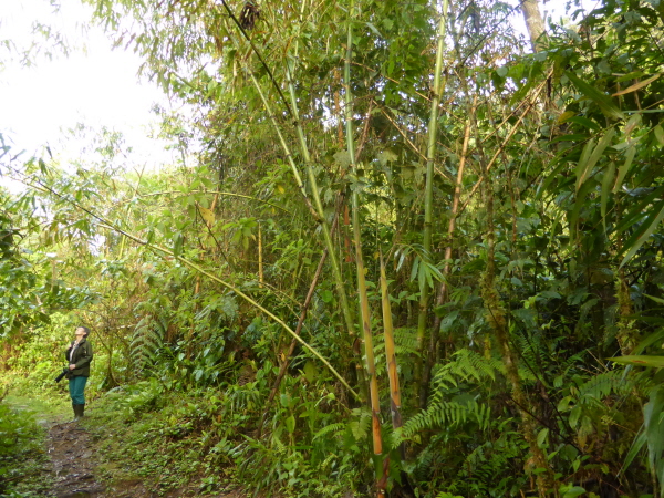 Bamboo near Cock of the Rock Lodge