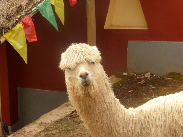 Alpaca at the weaving demonstration