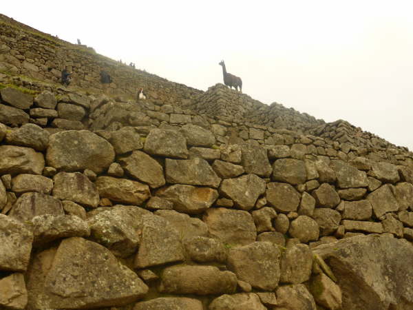 Llama at Machu Picchu