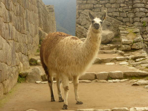 Yes ?  What do you want ?