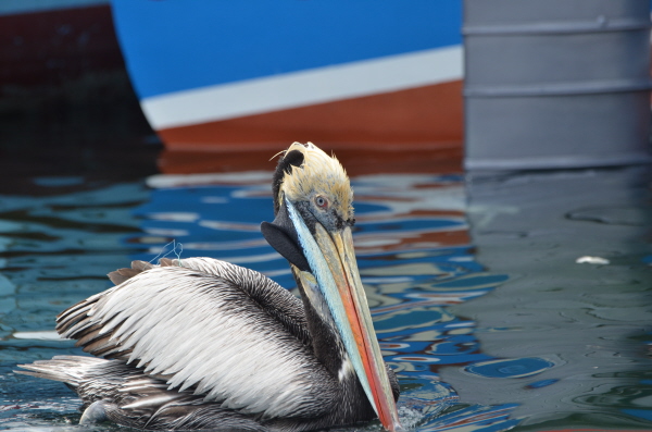 Peruvian Pelican