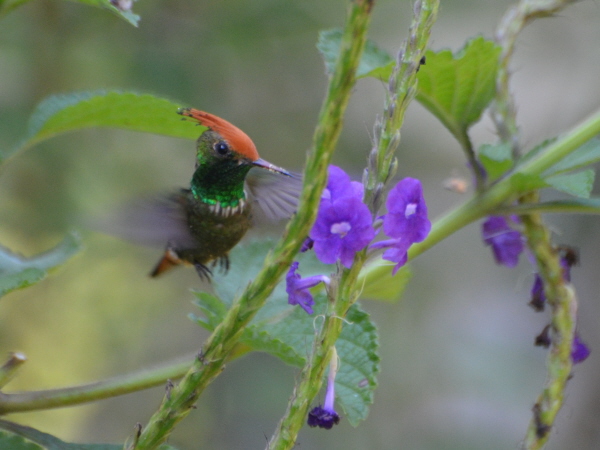 Rufous-crested Coquette