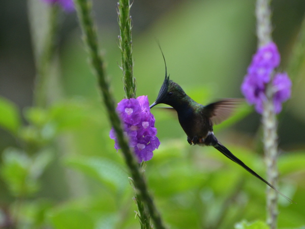 Wire-crested Thorntail (last photo in this section)