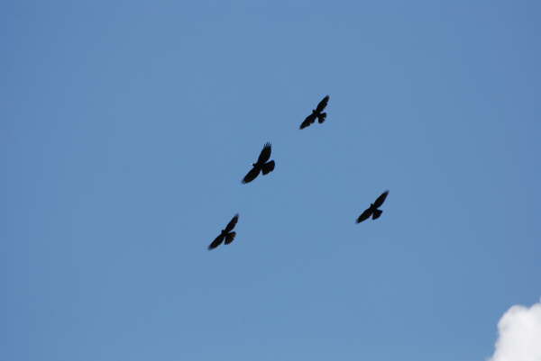 Alpine choughs