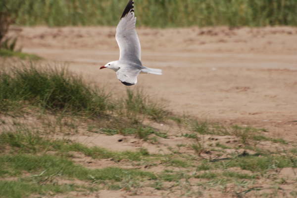 Audouin's gull