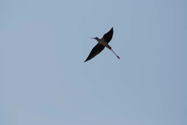 Black-winged stilt