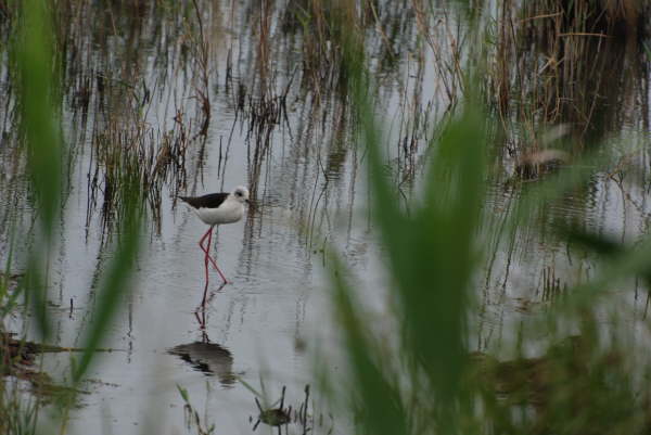 Black-winged stilt