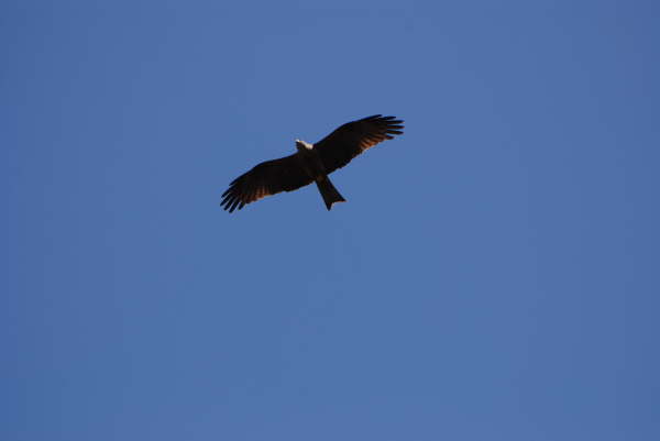 Black kite
