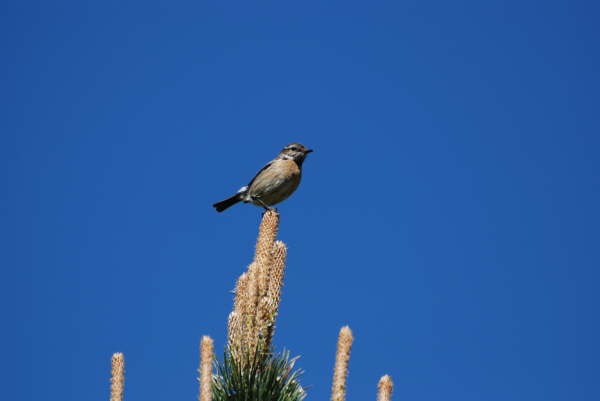 Common stonechat