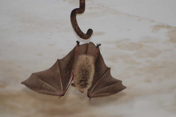 Horseshoe bat
