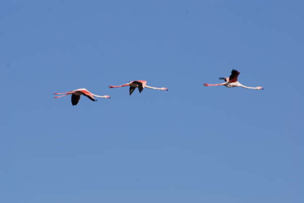 Greater flamingoes
