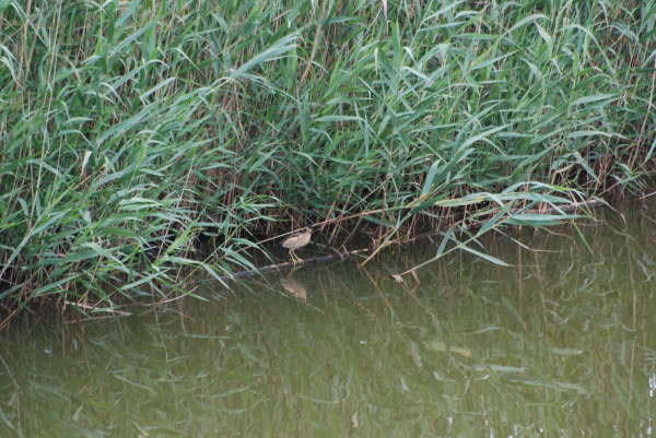 Little bittern