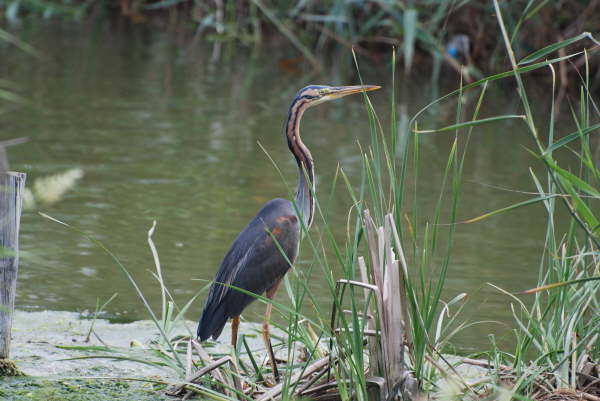 Purple heron