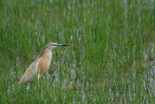 Squacco heron