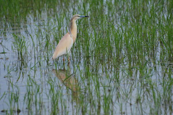 Squacco heron