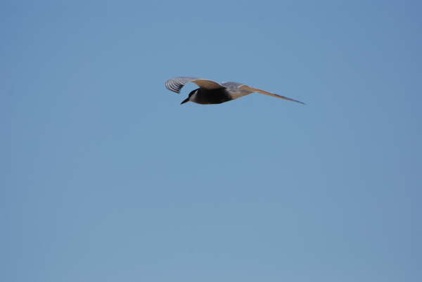 Whiskered tern