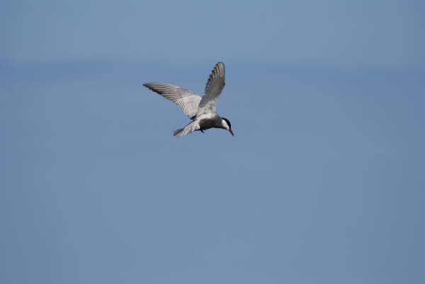 Whiskered tern