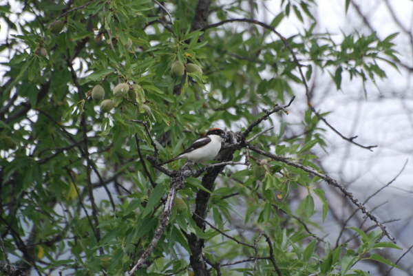 Woodchat shrike