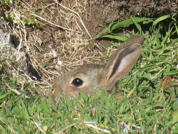 Rabbit on Lunga