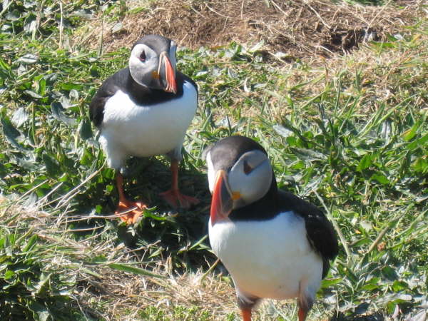 Puffins on Lunga
