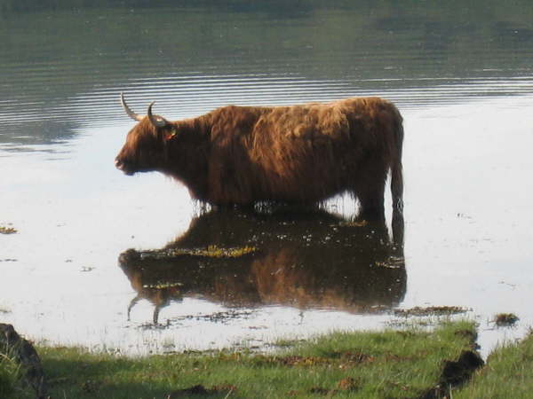 Highland cow on Mull