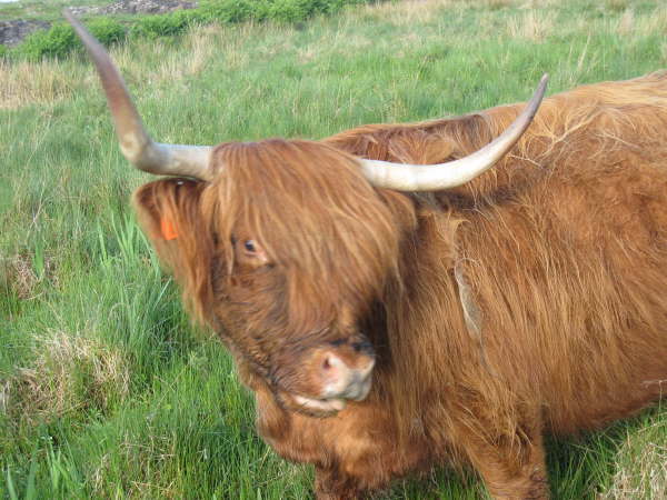 Highland cow on Mull