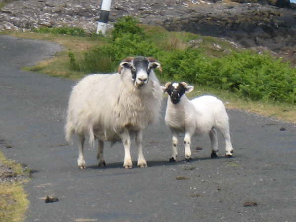 Sheep on Mull
